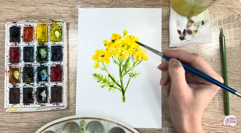 Рисуем Пижма