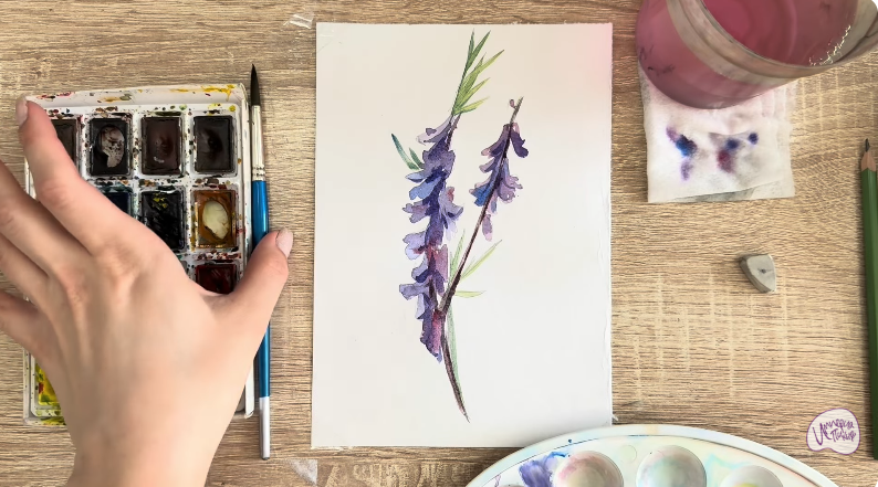 Рисуем Мышиный горошек