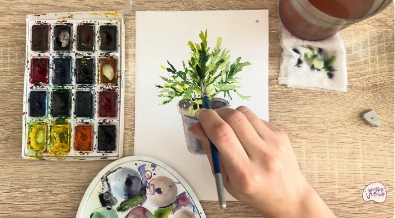 Рисуем Криптомерия японская