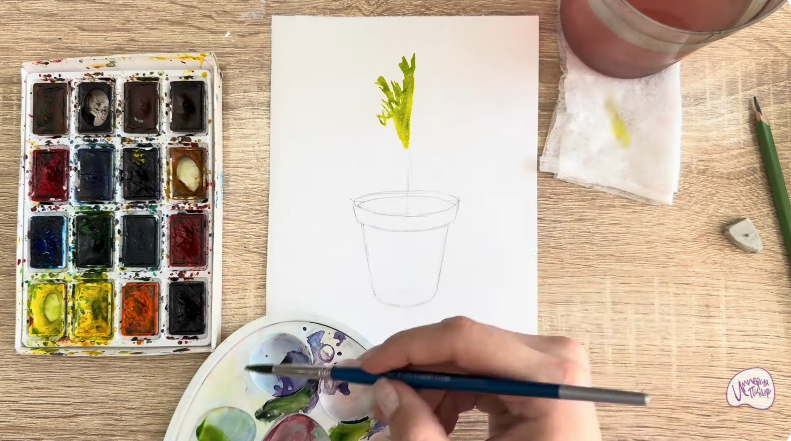 Рисуем Криптомерия японская