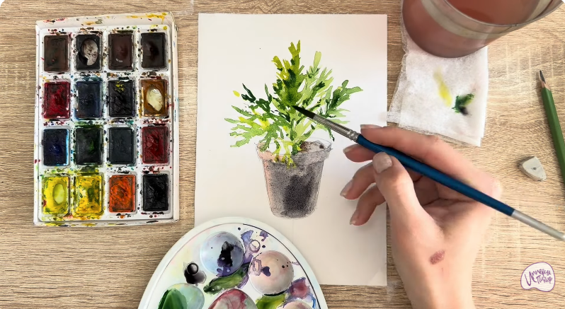 Рисуем Криптомерия японская