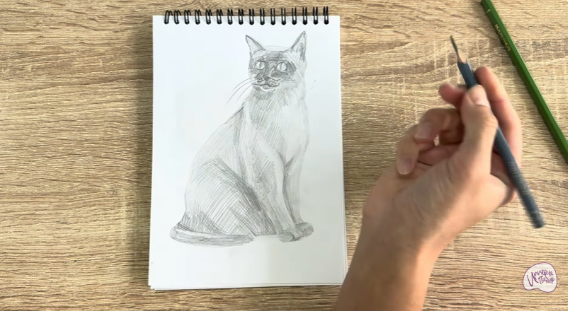 Рисуем Бурманский кот Рисуем Бурманский кот