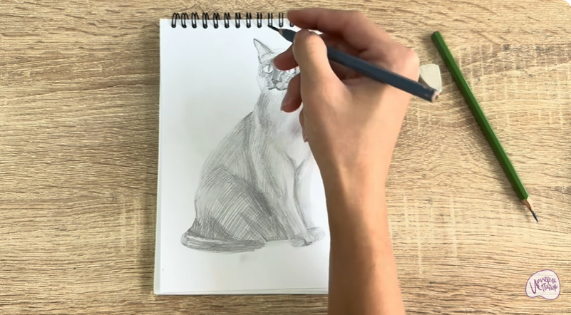 Рисуем Бурманский кот Рисуем Бурманский кот