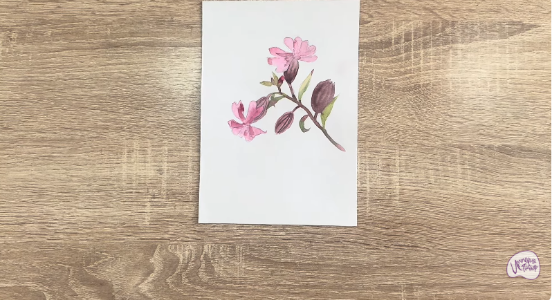 Рисуем Розовая смолёвка