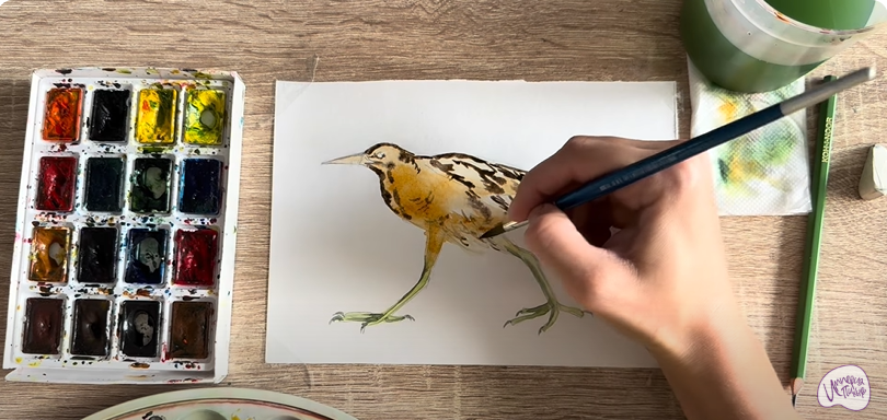 Рисуем Выпь Рисуем Выпь
