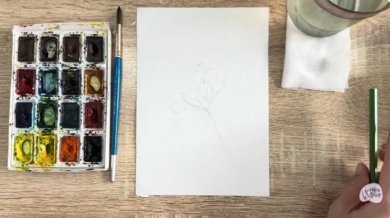 Рисуем Чина луговая