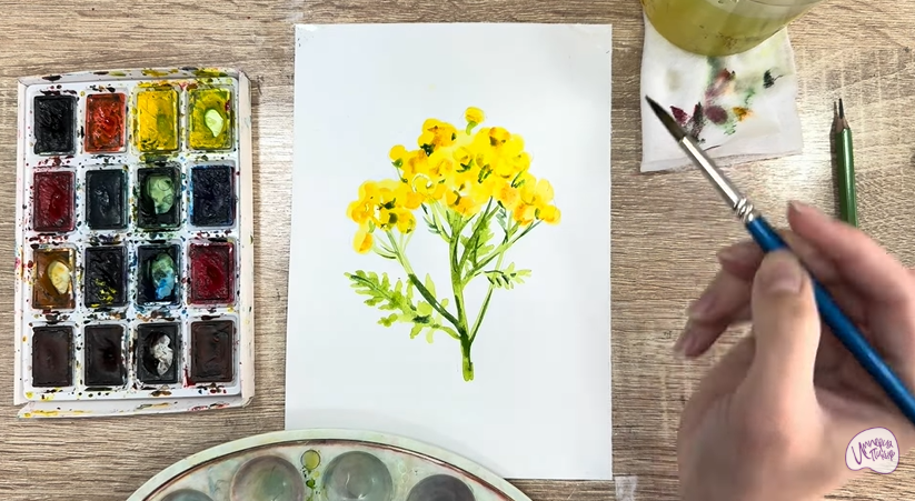 Рисуем Пижма