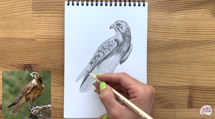 Рисуем Сокол