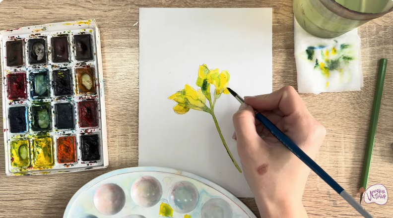 Рисуем Чина луговая