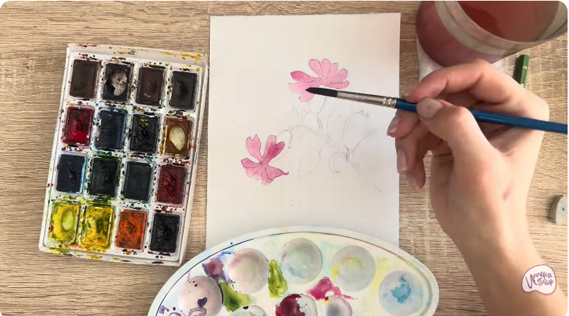 Рисуем Розовая смолёвка