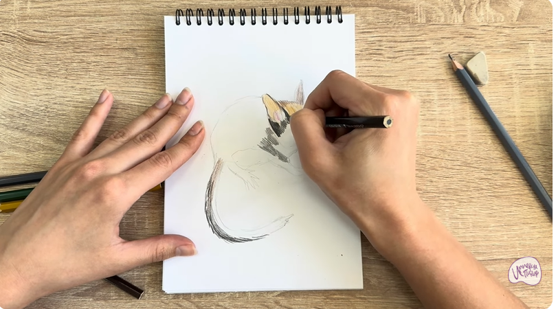 Рисуем Садовая соня