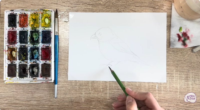 Рисуем Клест - еловик