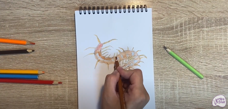 Рисуем Сороконожка