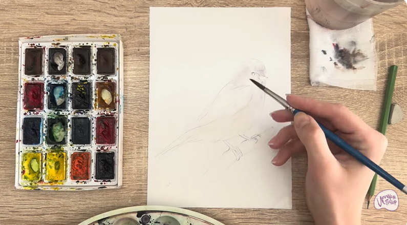 Рисуем Обыкновенная чечётка