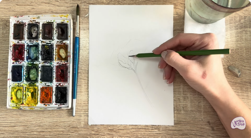 Рисуем Чина луговая