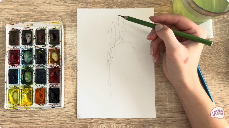 Рисуем Желтый рябчик