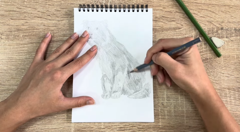 Рисуем Американский кёрл Рисуем Американский кёрл