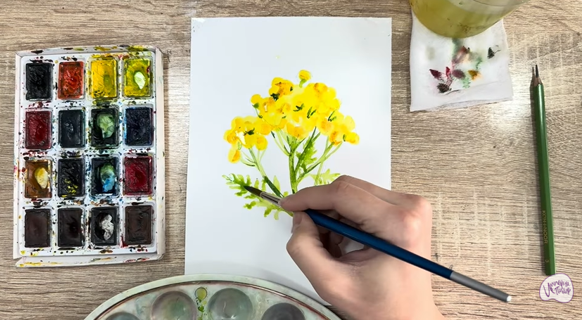 Рисуем Пижма