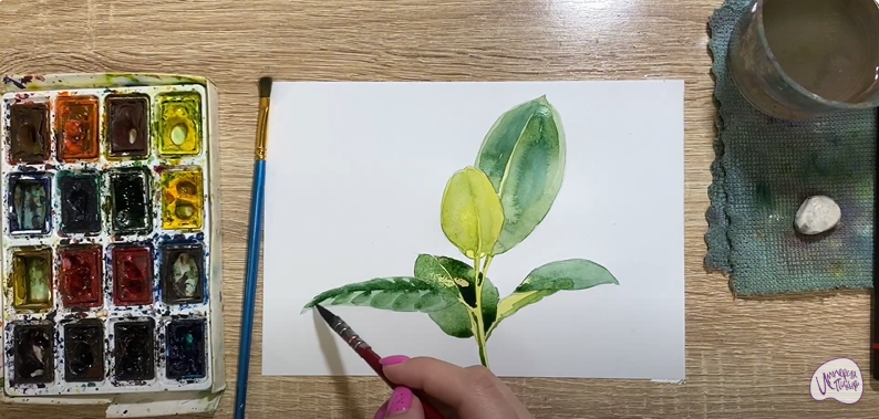 Рисуем Фикус