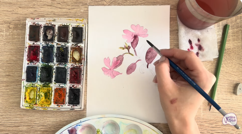 Рисуем Розовая смолёвка