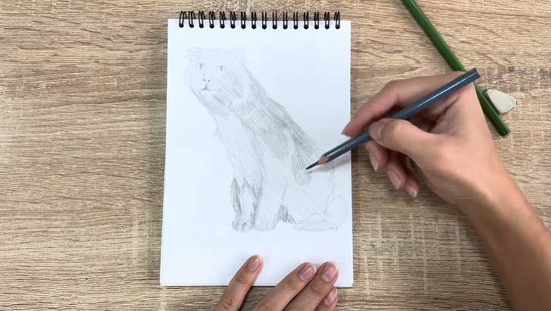 Рисуем Американский кёрл Рисуем Американский кёрл