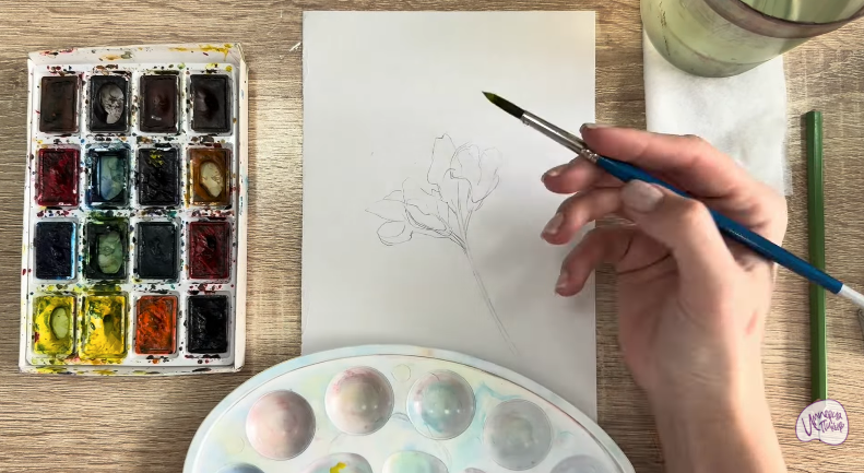 Рисуем Чина луговая