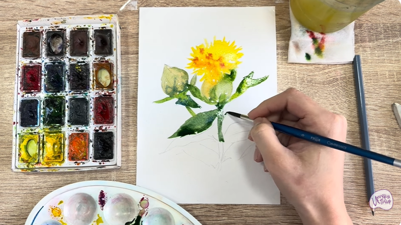 Рисуем Сафлор красильный