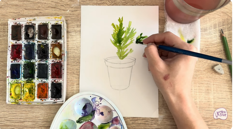 Рисуем Криптомерия японская