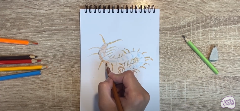 Рисуем Сороконожка