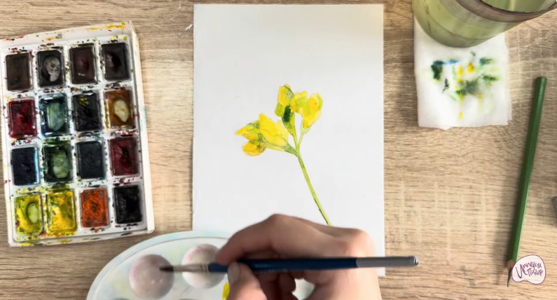 Рисуем Чина луговая