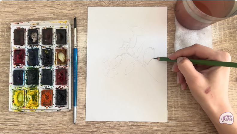 Рисуем Розовая смолёвка