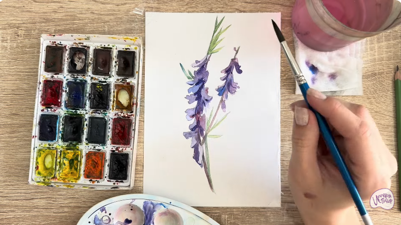 Рисуем Мышиный горошек