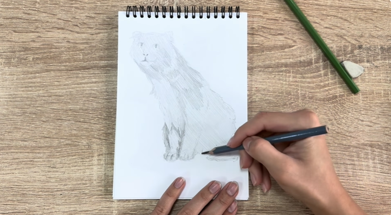 Рисуем Американский кёрл Рисуем Американский кёрл