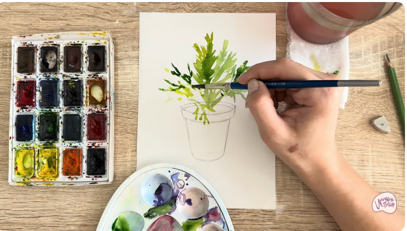 Рисуем Криптомерия японская