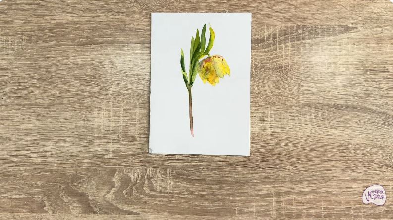 Рисуем Желтый рябчик