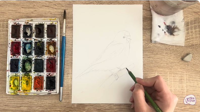 Рисуем Обыкновенная чечётка