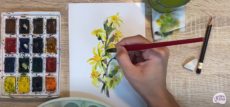 Рисуем Бузульник сибирский