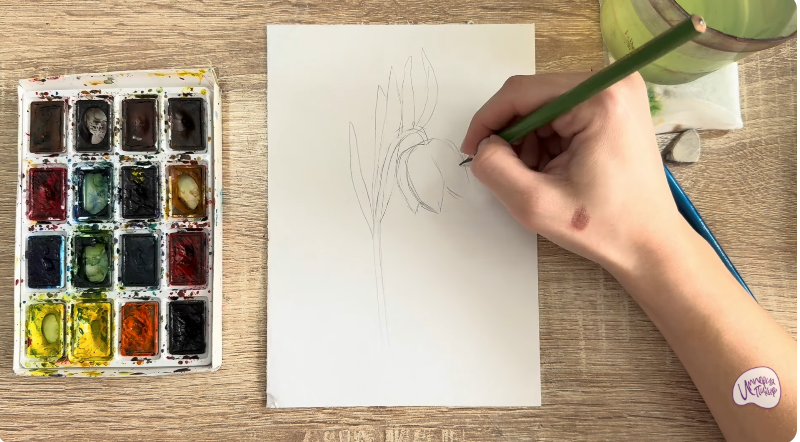 Рисуем Желтый рябчик