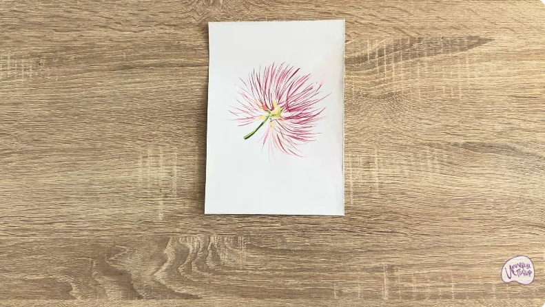 Рисуем Альбиция