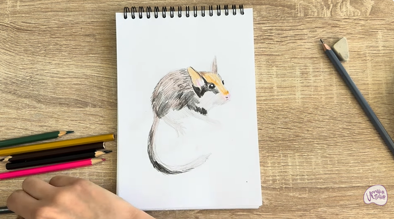 Рисуем Садовая соня