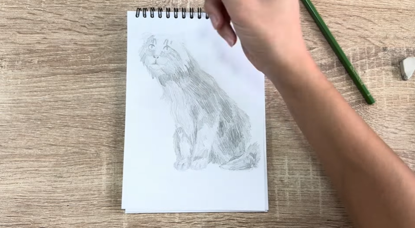 Рисуем Американский кёрл Рисуем Американский кёрл