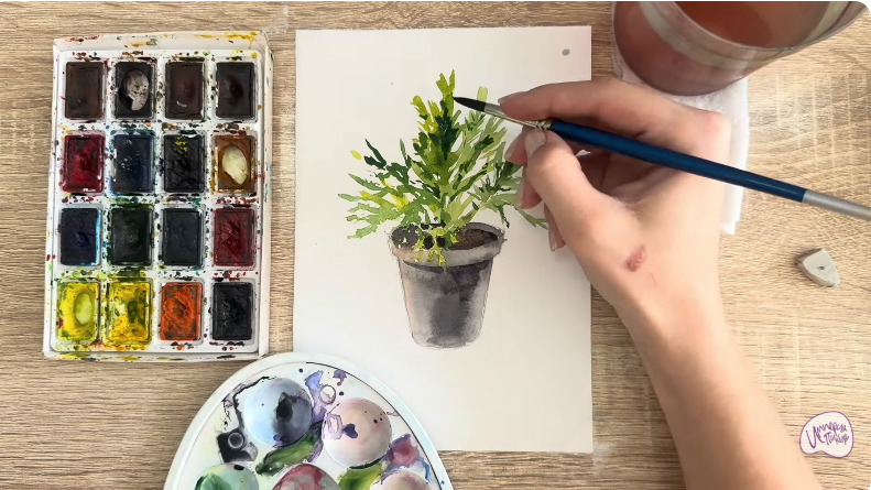 Рисуем Криптомерия японская