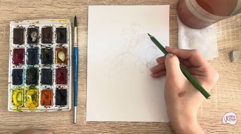 Рисуем Розовая смолёвка