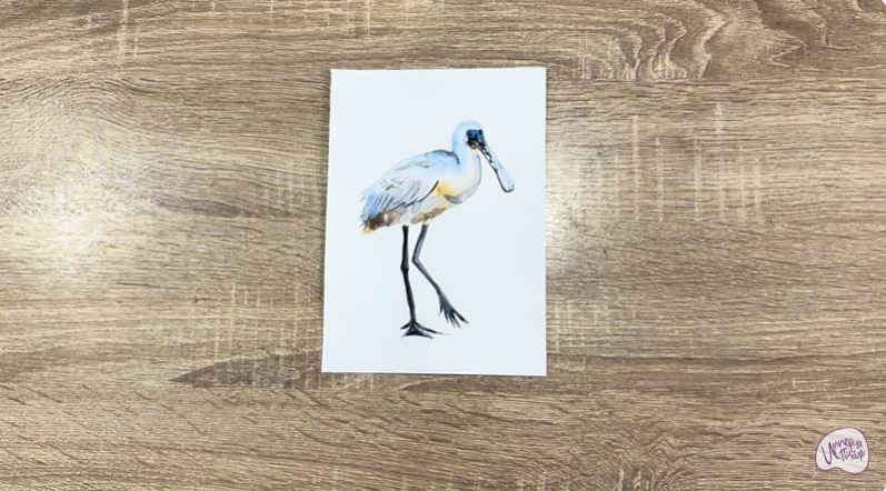 Рисуем Колпица Рисуем Колпица