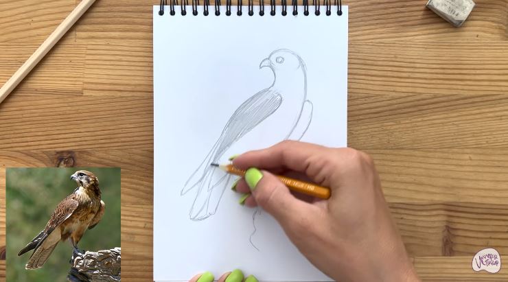 Рисуем Сокол