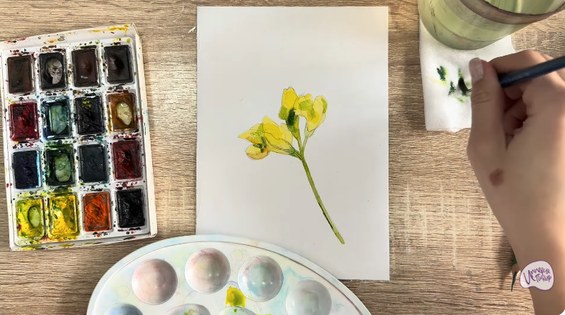 Рисуем Чина луговая