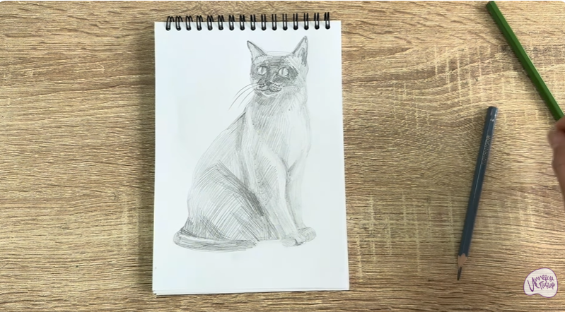 Рисуем Бурманский кот Рисуем Бурманский кот