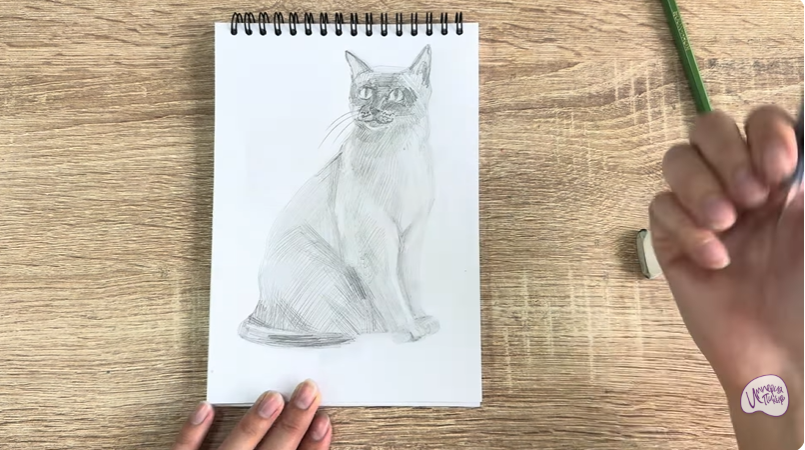 Рисуем Бурманский кот Рисуем Бурманский кот