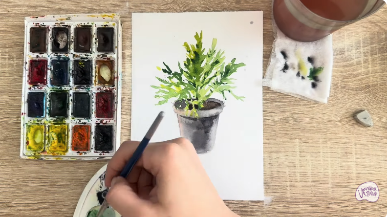 Рисуем Криптомерия японская