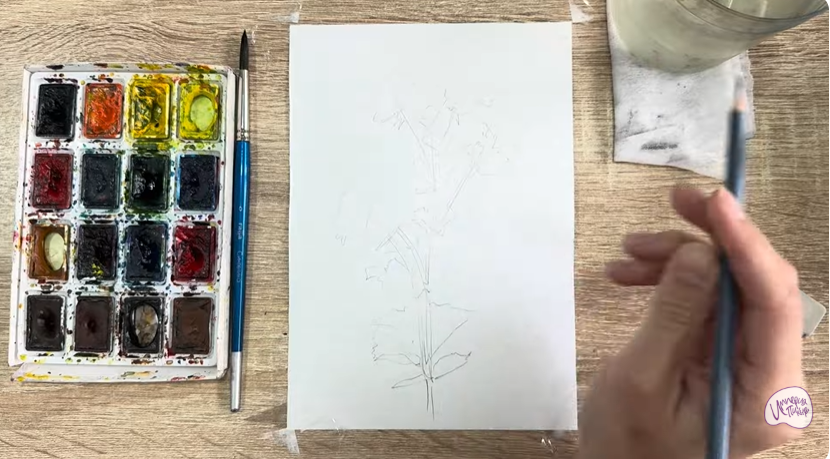 Рисуем Манжетка обыкновенная